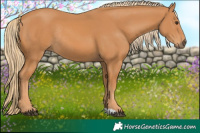 Horse Color:Chestnut Rabicano 