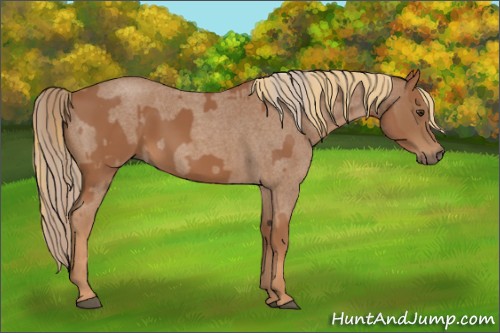 Horse Color:Chestnut and Red Roan
