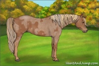 Horse Color:Chestnut  and Red Roan 