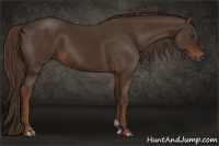 Horse Color:Gray Chestnut 