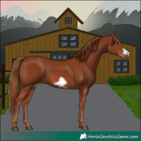 Horse Color:Chestnut Frame 