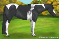 Horse Color:Black Tobiano 