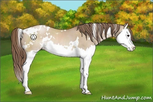 Horse Color:White Spotted Grullo Pearl Sabino Splash Rabicano