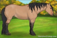 Horse Color:Bay Dun