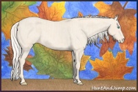 Horse Color:Cremello  and Cremello Appaloosa 
