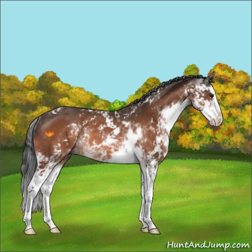 Horse Color:Brown Sabino Splash Rabicano 