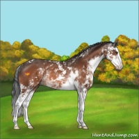 Horse Color:Brown Sabino Splash Rabicano 