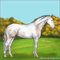 Horse Color:Smoky Black Ice Pearl Sabino Splash Tobiano Rabicano 