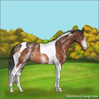 Horse Color:White Spotted Brown Tobiano Rabicano 