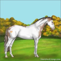 Horse Color:White Spotted Black Pearl Sabino Splash Frame Rabicano 