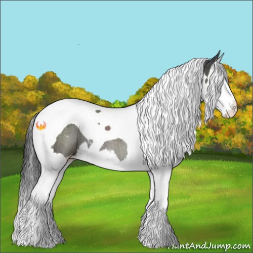 Horse Color:Black Splash Tobiano Appaloosa Rabicano 