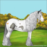 Horse Color:Black Splash Tobiano Appaloosa Rabicano 