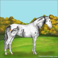 Horse Color:White Spotted Black Splash Tobiano Rabicano 