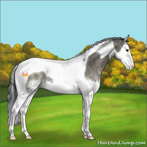 Horse Color:White Spotted Grullo Splash Tobiano Rabicano