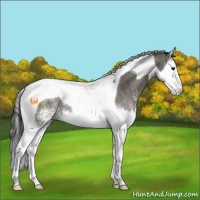 Horse Color:White Spotted Grullo Splash Tobiano Rabicano 