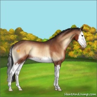 Horse Color:Bay Onyx Sabino Splash Rabicano 