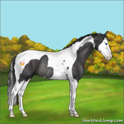 Horse Color:Black Splash Tobiano Rabicano 