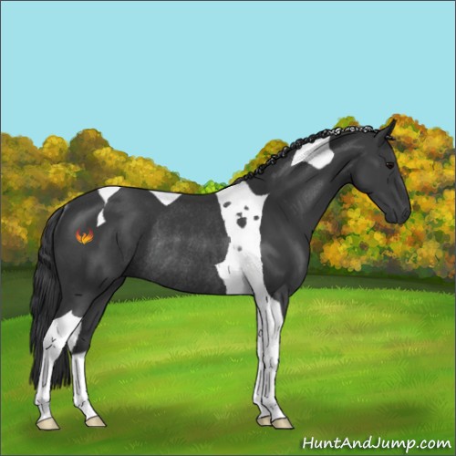 Horse Color:Black Tobiano Rabicano 