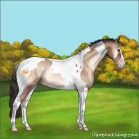 Horse Color:Sable Champagne Onyx Tobiano Rabicano 