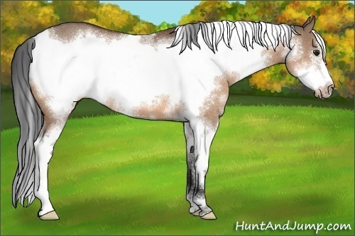 Horse Color:White Spotted Bay Dun Frame 