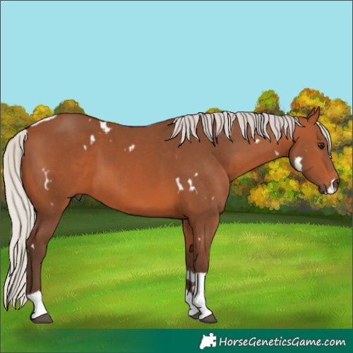 Horse Color:White Spotted Silver Bay Tobiano Rabicano