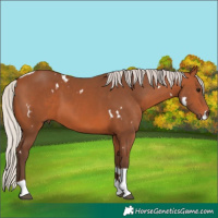 Horse Color:White Spotted Silver Bay Tobiano Rabicano