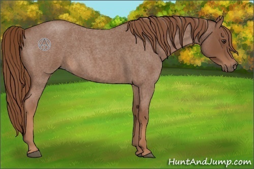 Horse Color:Red Roan 