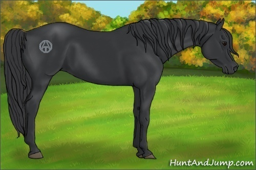 Horse Color:Black 