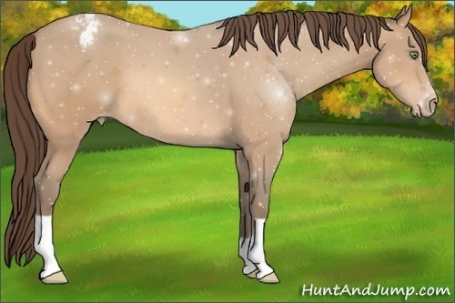 Horse Color:Amber Champagne Appaloosa 