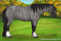 Horse Color:Gray White Spotted Bay Roan