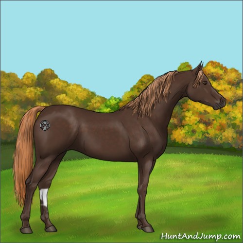 Horse Color:Liver Chestnut Rabicano 