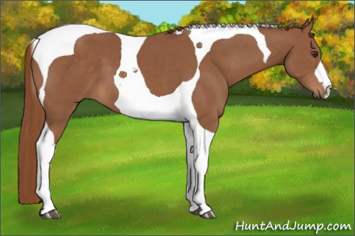 Horse Color:Chestnut Tobiano