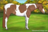 Horse Color:Chestnut Tobiano 