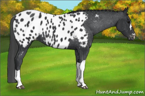 Horse Color:Black Appaloosa