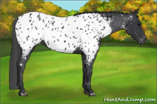 Horse Color:Black Near Leopard 