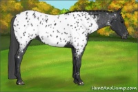 Horse Color:Black Near Leopard 