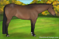 Horse Color:Gray Bay 