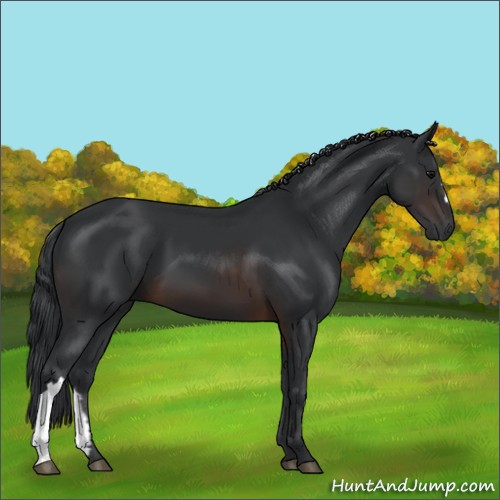 Horse Color:Brown 