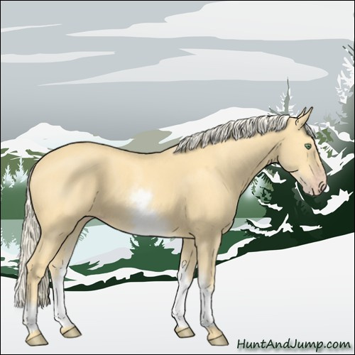 Horse Color:White Spotted Gold Cream Champagne