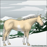 Horse Color:White Spotted Gold Cream Champagne 