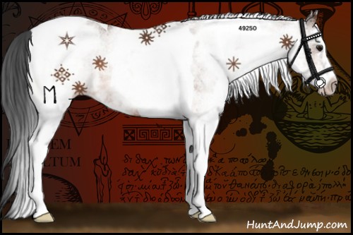 Horse Color:White Spotted Bay Tobiano 