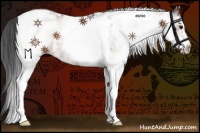 Horse Color:White Spotted Bay Tobiano 