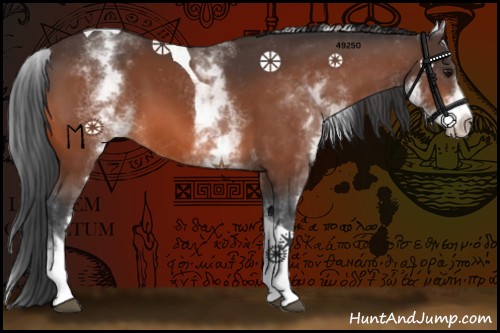 Horse Color:White Spotted Bay Tobiano 