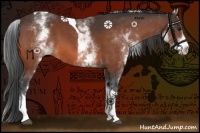Horse Color:White Spotted Bay Tobiano