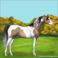 Horse Color:Bay Dun Sabino Splash Tobiano
