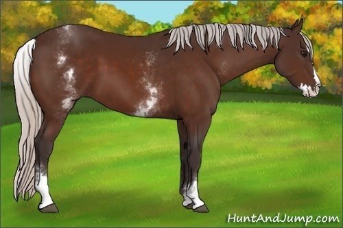 Horse Color:White Spotted Silver Bay Splash 