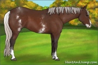 Horse Color:White Spotted Silver Bay Splash 