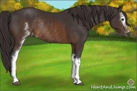 Horse Color:White Spotted Buckskin Varnish Rabicano 