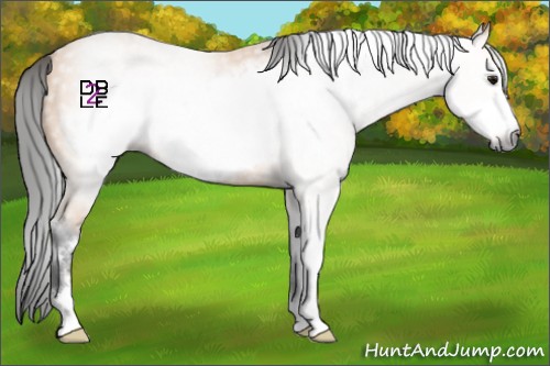 Horse Color:Gray Buckskin Sabino Frame