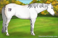 Horse Color:Gray Buckskin Sabino Frame 